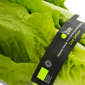 Organic Cos Lettuce